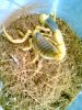 3 LQ Picture Herps 005.jpg