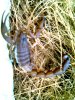 1 HH Picture Herps 007.jpg