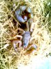 2 HH Picture Herps 010.jpg