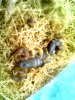 3 HH Picture Herps 012.jpg