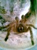 1 Hmac Picture Herps 015.jpg
