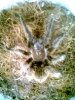 2 albo Picture Herps 020.jpg