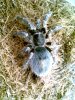 1 pulchripes Picture Herps 032.jpg