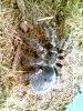 2 pulchripes Picture Herps 031.jpg