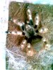 2 colorato Picture Herps 033.jpg
