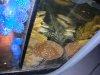 fish 006.JPG