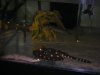 fish 007.JPG