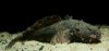 Grunting Toadfish.jpg