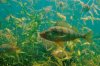yellowperch.jpg
