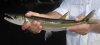 Acestrorhynchus falcirostris.jpg