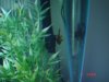 fish 016.jpg
