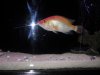 My Aquarium 009.JPG