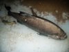 Pacu 001.jpg
