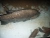 Pacu 002.jpg