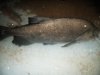 Pacu 003.jpg