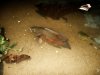 Pacu 004.jpg