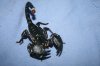 crawlies 002.JPG