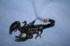 crawlies 003.JPG