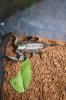 crawlies 004.JPG