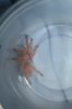 crawlies 005.JPG