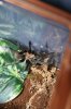 crawlies 006.JPG