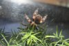 crawlies 007.JPG