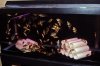 75 Gallon CL 4.jpg