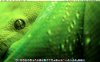 Screen shot 2010-09-13 at 9.46.22 AM.jpg