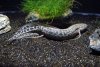 African lungfish.jpg