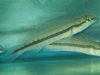 Marbeled pike cichlid.jpg