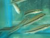 Marbeled pike cichlids.jpg