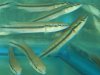 marbeled pike cichlidss.jpg