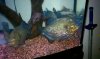 piranha1.jpg