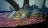piranha2.jpg