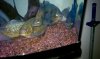piranha3.jpg