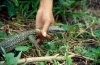 lizard.jpg