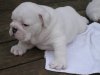 tickets puppy 017.JPG