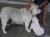 tickets puppy 037.JPG