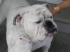 tickets puppy 035.JPG