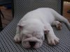 tickets puppy 045.JPG