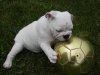 tickets puppy 072.JPG