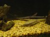 myshovelnose&gar2.JPG