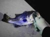 Azul LMB.jpg