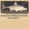 Gila elegans.jpg
