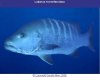 Lutjanus novemfasciatus.jpg