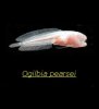 Ogilbia pearsei.jpg