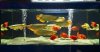 arowana tank.jpg