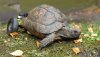 turtleWithWheels_001.jpg