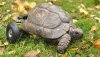 turtleWithWheels_002.jpg