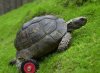 turtleWithWheels_003.jpg
